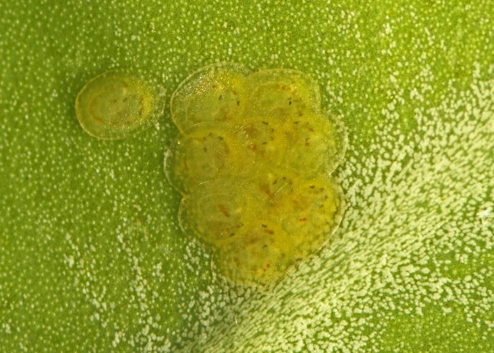 Buchsbaumzünsler Eier (© Schrameyer)